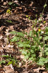 Oriental false hawksbeard